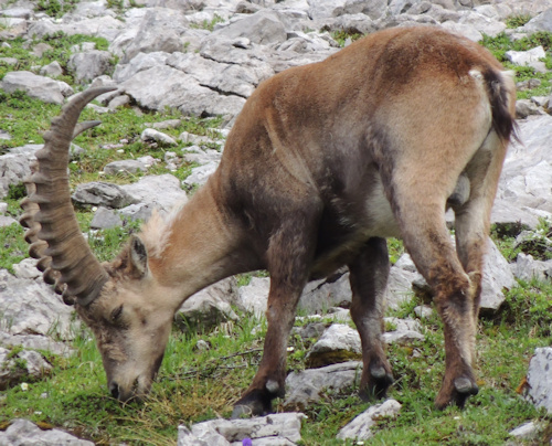 Steinbock