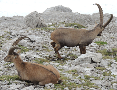 Steinbock