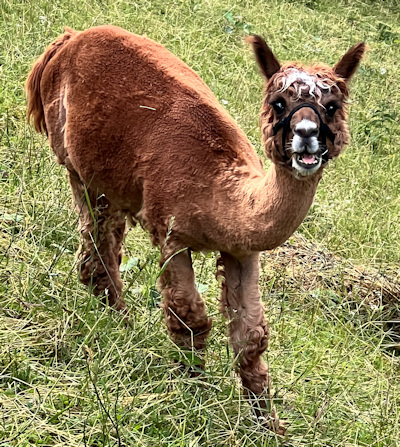 Alpaka