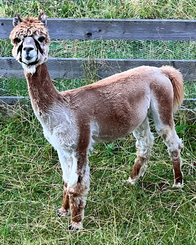 Alpaka
