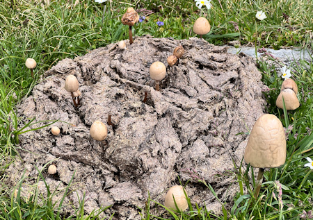 Pilze im Kuhfladen