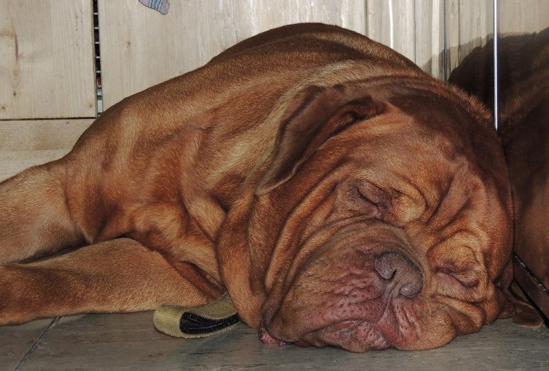 München-Venedig Lizumer Hütte Bordeaux Bulldogge