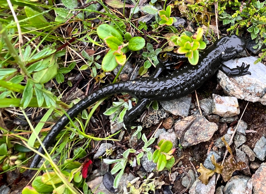 Salzburg-Triest Alpensalamander