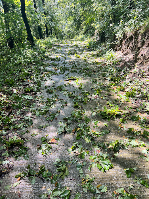 Salzburg-Triest Blätter und Äste liegen nach Unwetter auf den Wegen