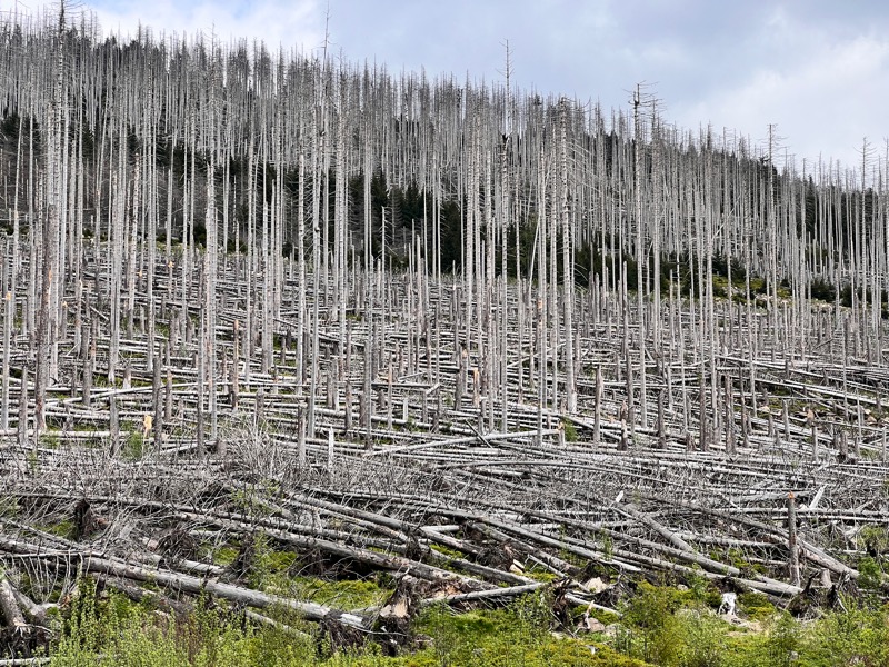Waldsterben im Harz