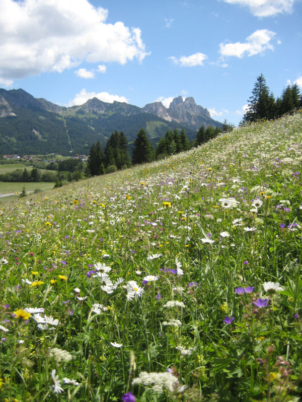 Blick auf Gimpel und Rote Flüh