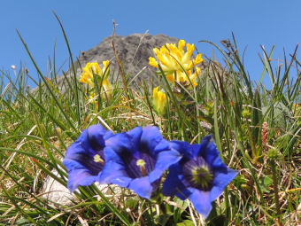 Pflanzen und Blüten