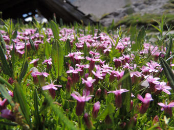 Pflanzen und Blüten