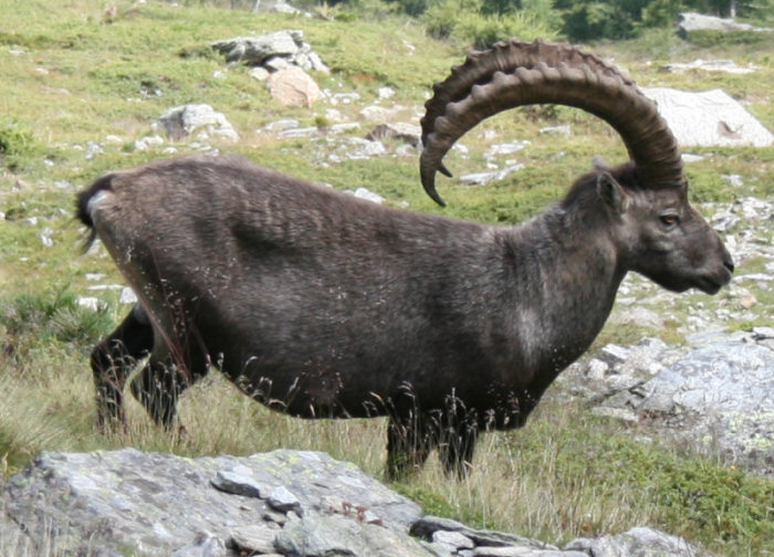 Steinbock